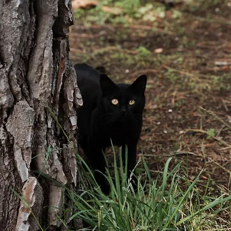 Rifugio Etna Soul Con Bagno Privato 3* Pedara