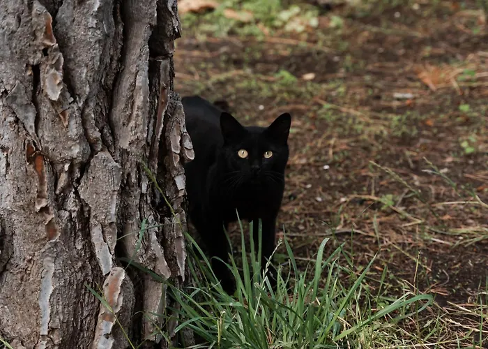 Rifugio Etna Soul Con Bagno Privato 3* Pedara